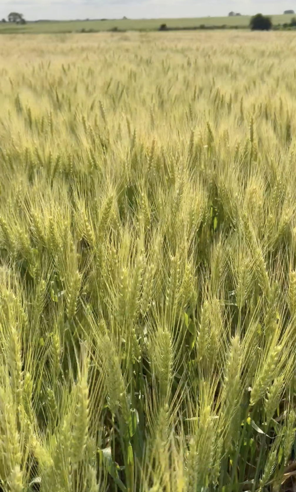 Urea y mercados internacionales