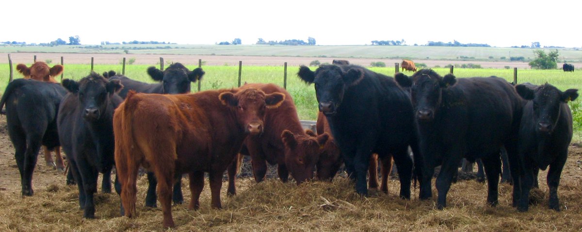 Producción de carne pasturas