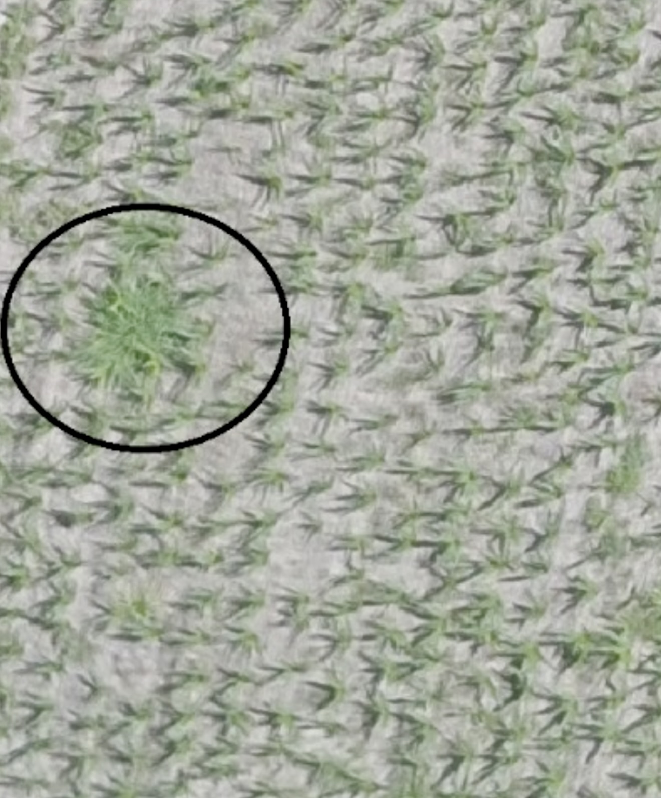 Detección malezas drones maíz