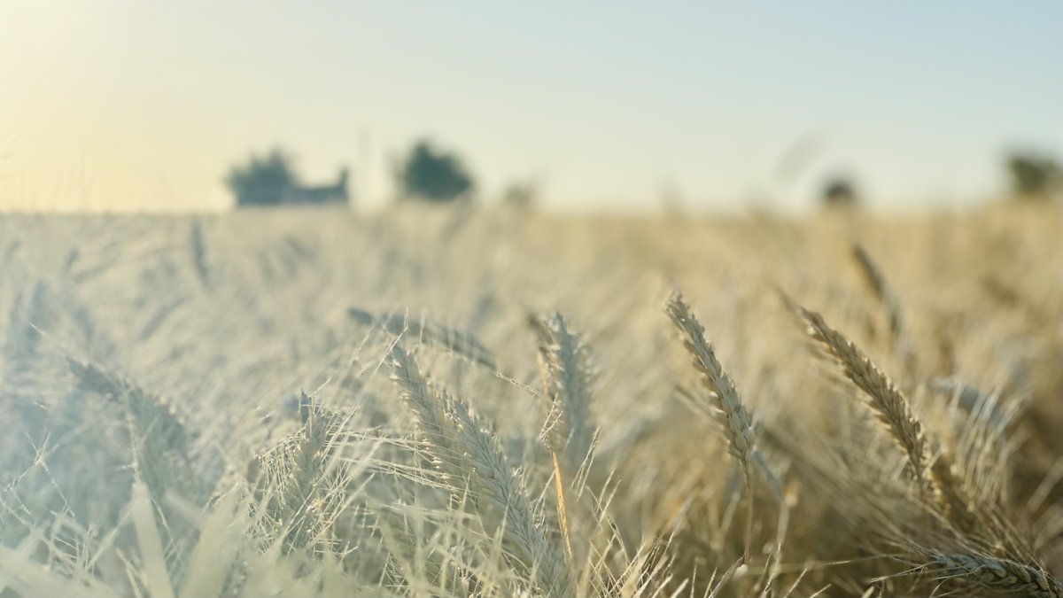 Tips mercados granos Paulina Lescano