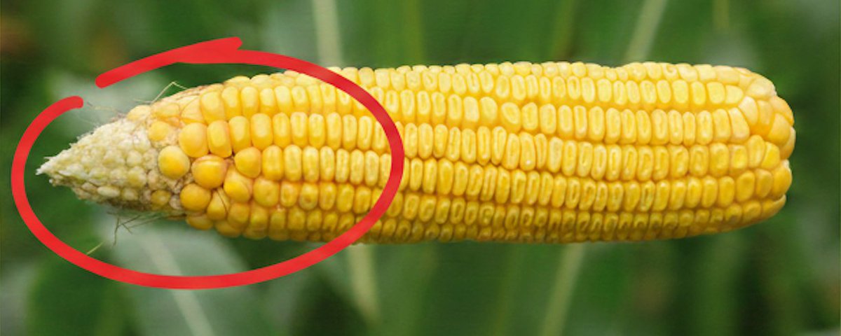 Puntas de espiga vacías Boro