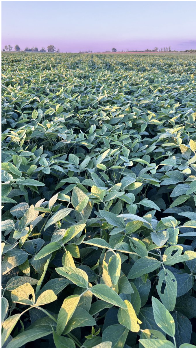 Nuevo Ensayo Bioestimulación