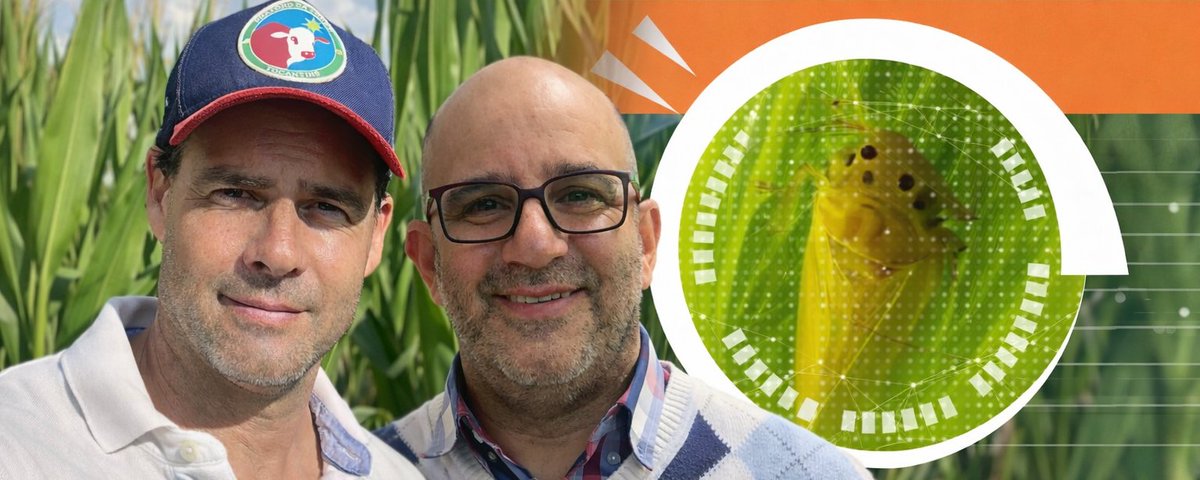 Chicharrita Dalbulus maidis